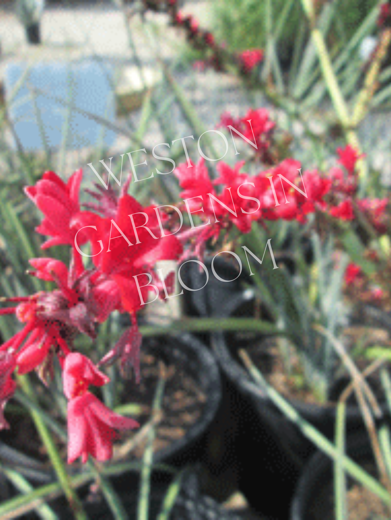 ウェストガーデンページ Plant Types — Weston Gardens